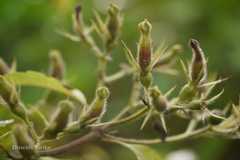 Mussaenda frondosa